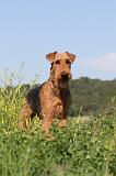 AIREDALE TERRIER 014